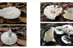 近期这种蘑菇中毒事件多发，湖南疾控：不采不买不食野生蘑菇