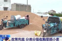 河南现分类分级收购受损小麦：不超标芽麦最高每斤1.2元