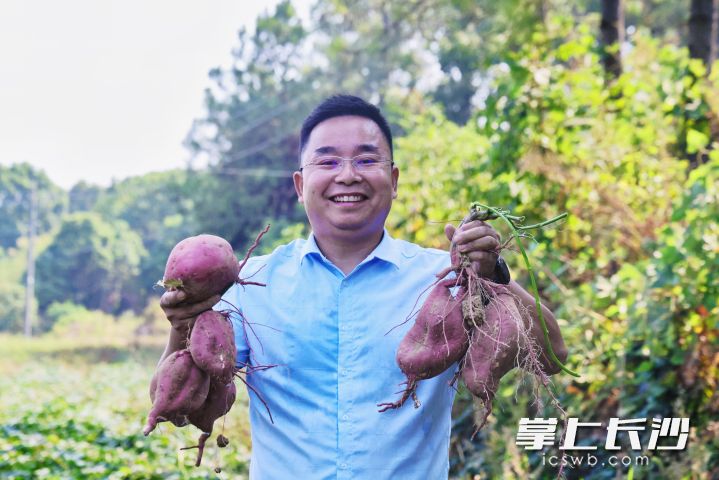 长沙市创鸿农业科技开发有限公司负责人姚栋的红薯基地实现大丰收。