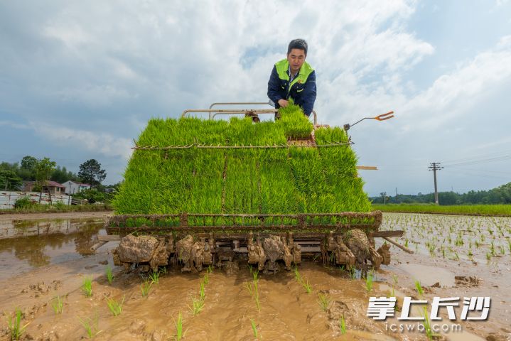 长沙市好爸妈种养专业合作社理事长沈慧锦驾驶插秧机进行插秧作业。