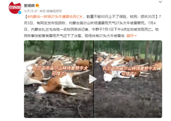 内蒙古一林场27头牛被雷击死亡