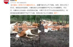 内蒙古一林场27头牛被雷击死亡 为何引发雷击
