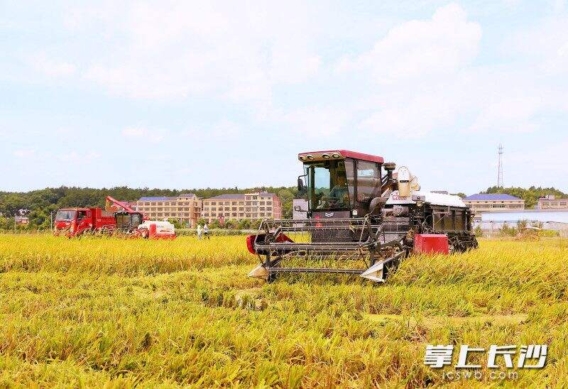 7月6日，种粮大户刘国斌驾驶大型收割机在作业，一天能轻松收完100多亩稻子。  长沙晚报全媒体记者 颜开云 摄