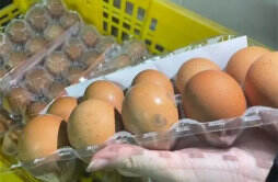 台湾正在面临鸡蛋超量问题