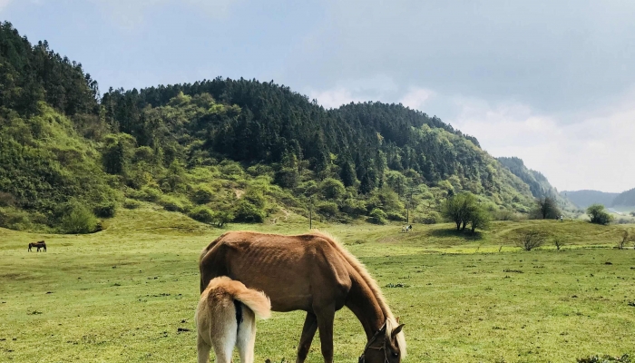 石家庄景点排行榜 石家庄十大著名旅游景点