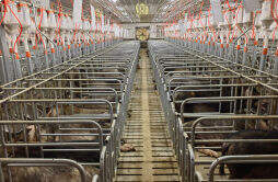 猪肉卖到100元每公斤，“地标猪”拱出生猪产业新活力