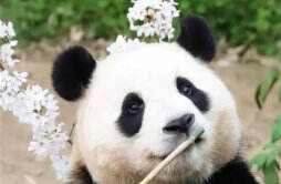 大熊猫福宝“熊设崩塌” 为何福宝的熊社会崩塌