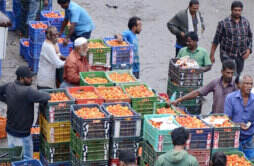 印度爆发西红柿之乱 西红柿价格太贵