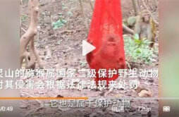 黔灵山公园猴子被装进塑料袋挂在树上