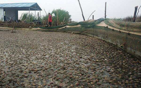 300亩螃蟹塘因泄洪被淹