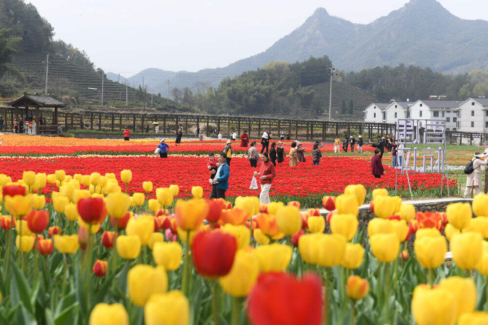 金华市浦江县210省道旁的鲜花农场（3月28日摄）。新华社记者 翁忻旸 摄