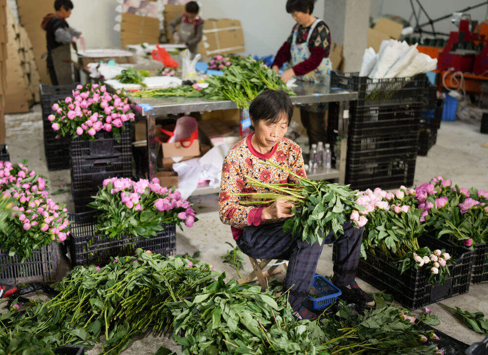 在浦江县杭坪镇乌浆村的鲜花种植基地，村民在处理芍药鲜切花，准备发往各地（5月23日摄）。新华社记者 翁忻旸 摄