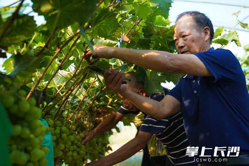 龙王岭村村民正在大棚内进行采摘。均为长沙晚报全媒体记者 何文瑞 王珊琪 摄