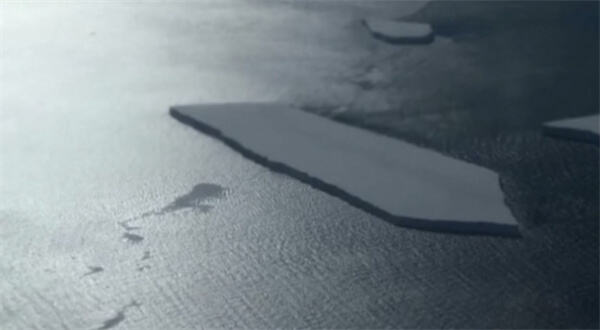 南极海冰融化致帝企鹅幼鸟被淹死