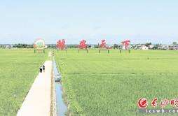 宁乡双江口镇双季稻产区逾7万亩，跻身全国首批农业产业强镇