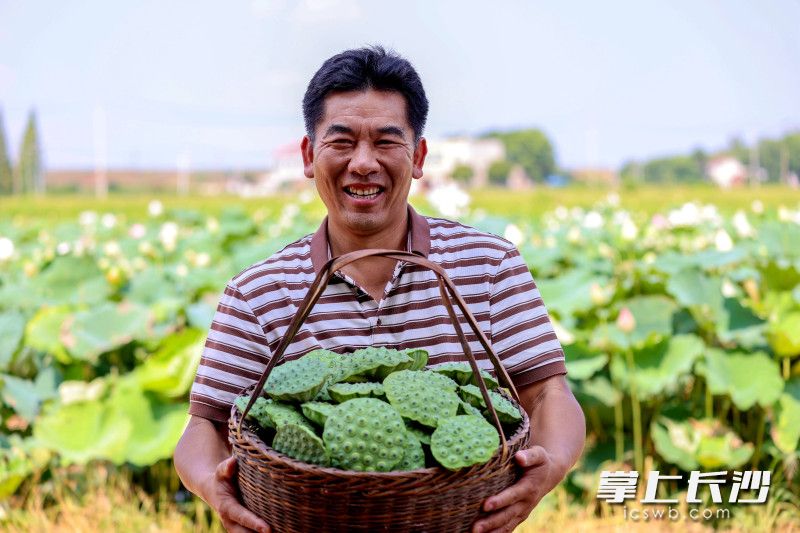 大龙村的村民穿梭在荷田中忙着采收莲蓬。均为长沙晚报全媒体记者 贺文兵 通讯员 邹晨虎 摄影报道