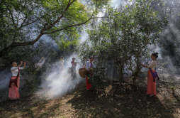 “普洱景迈山古茶林文化景观”成功列入《世界遗产名录》