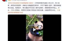 游客手机掉落大熊猫捡起来就啃 以下是啃手机原因