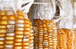 玉米价格有危险要大跌？2023年9月23日玉米行情