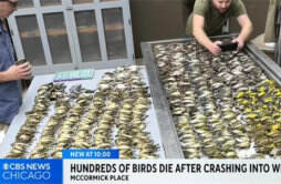 美媒称近千只鸟撞向北美最大展览中心 尸体堆成地毯