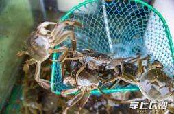 蟹肥正当时，湘阴鹤龙湖“双节”日销螃蟹7万斤