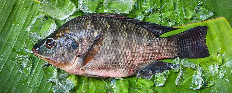 罗非鱼的营养价值及营养成分