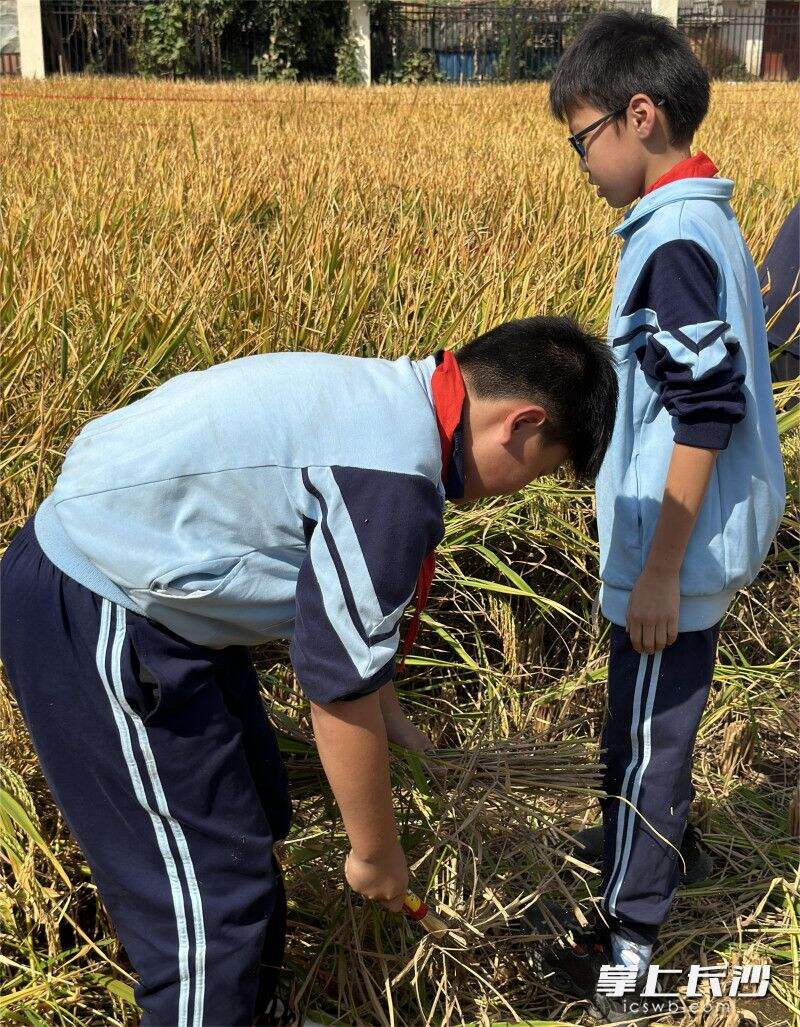 学生割稻谷。