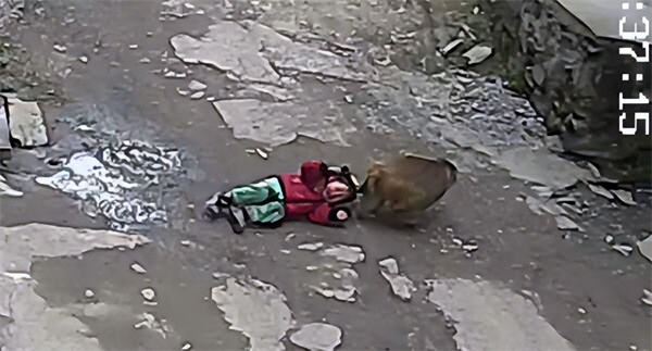 3岁女童被野猴抓走民警救回被野猴抓走时注意一点