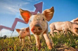 生猪养殖股如何 前三季营增利减 新希望千亿营收净亏38.6亿