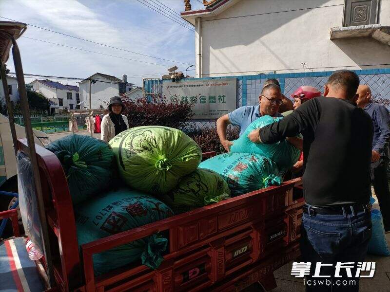 盘龙岭村“荷花+”种植户采摘莲子被销售一空。均为长沙晚报记者 朱华摄