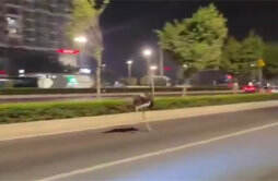 郑州一鸵鸟街头狂奔 交警追几十公里 街头狂奔的原因分析