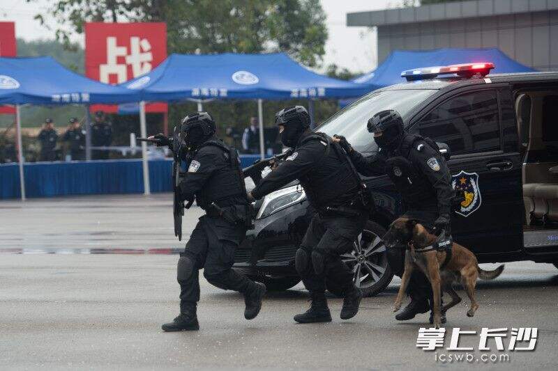 演练中，三名特警队员携带警犬组成最小作战单元展开行动。