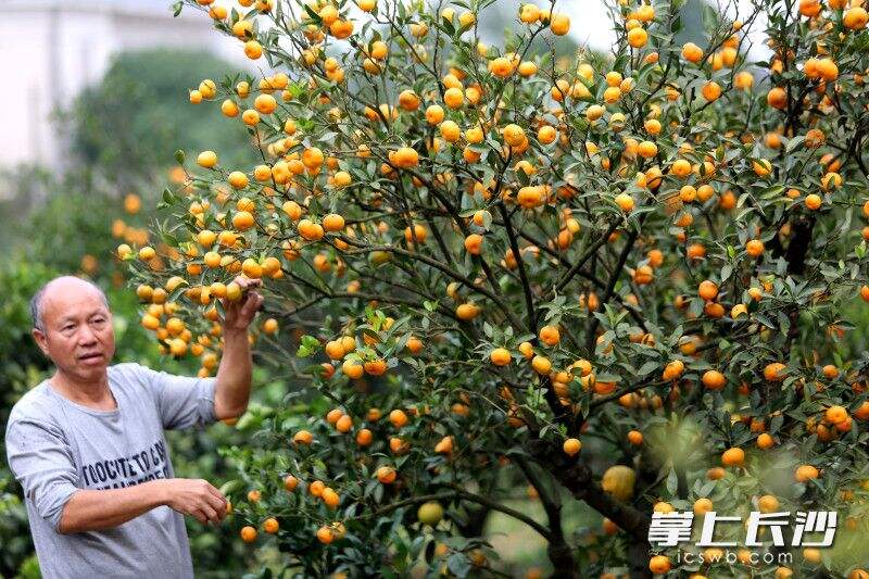 孙寿坤看着满树的橘子发愁。均为长沙晚报全媒体记者 贺文兵 摄