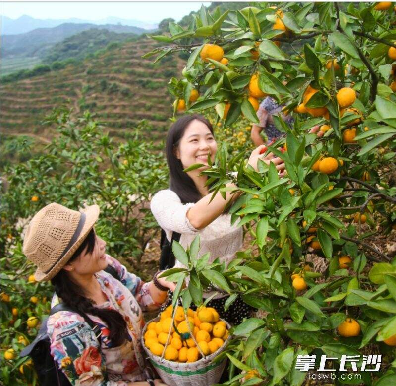 黄岩蜜橘是“世界蜜橘之源”，也是农民增收的“王牌”产业之一。这是中国柑橘博览园里，游客在采摘黄岩蜜橘。