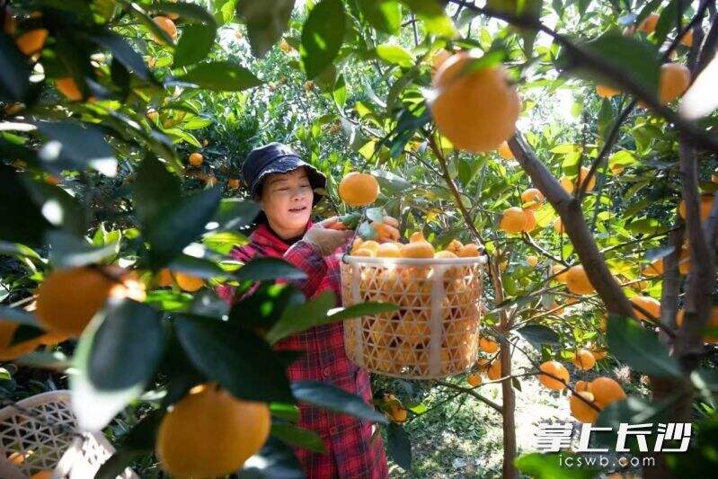 黄岩蜜橘是“世界蜜橘之源”，也是农民增收的“王牌”产业之一。这是中国柑橘博览园里，村民在采摘黄岩蜜橘。
