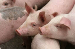1万吨猪肉收储来袭 猪价会超跌大涨吗 机构分析