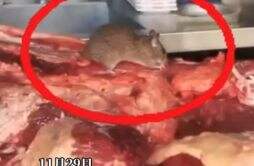 温州一家火锅店疑似老鼠啃食生牛肉 该店铺被查封