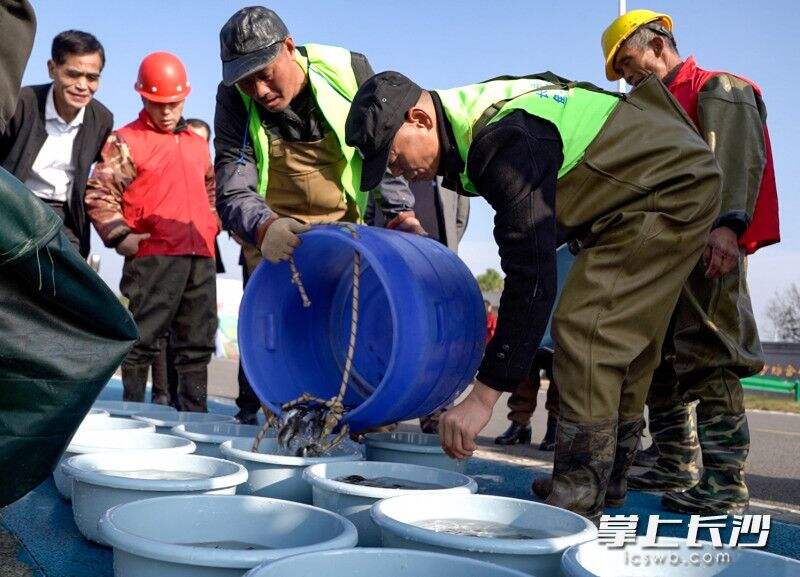 工作人员在湘江河岸放生鱼苗。
