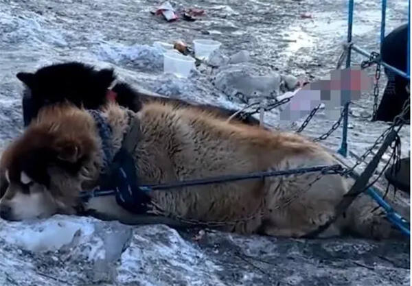 哈尔滨拉雪橇的狗萎靡不振
