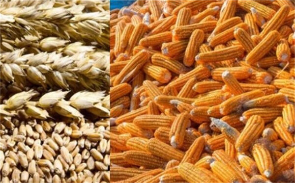 玉米小麦价格分化