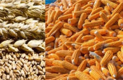 玉米小麦价格分化 12月11日麦价上涨 玉米价如何 详细信息