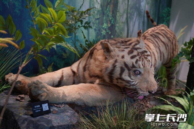 这只老虎标本长约1.8米，高约1米。