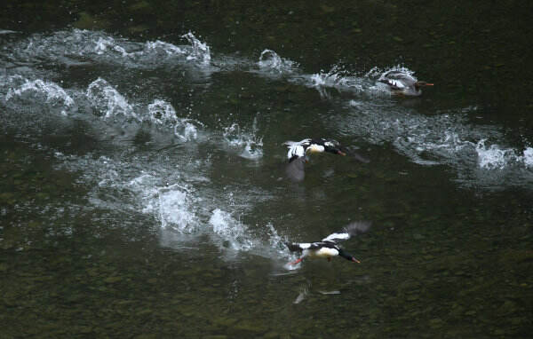 12月中旬，中华秋沙鸭首次现身龙山县印家界自然保护区。 向祖恒 摄