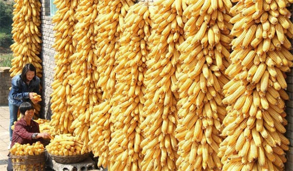 大豆、玉米、小麦价格下跌