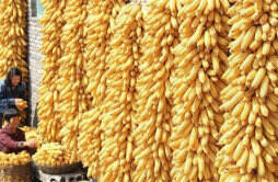 大豆、玉米、小麦价格下跌 粮价是否有望进入相对稳定期