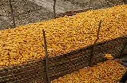 关键利好东北增储450万吨玉米迎来分水岭发生了啥 最新价格