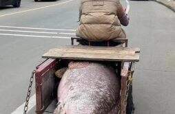 渔民钓到200斤巨型石斑鱼 巨型石斑鱼的市场价是多少