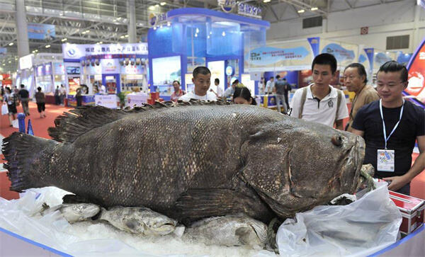 渔民钓到200斤巨型石斑鱼