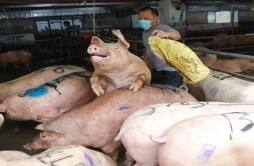 农产品预警1月7日猪价节节低豆粕下跌180元 发生了啥