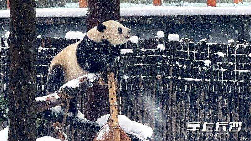 大熊猫好似在说“雪啊，我太爱你了”。